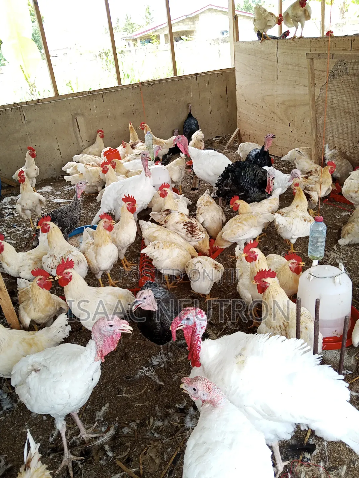 Poultry Birds, Hybrid Turkey, Sheep