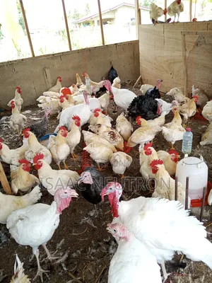 Poultry Birds, Hybrid Turkey, Sheep