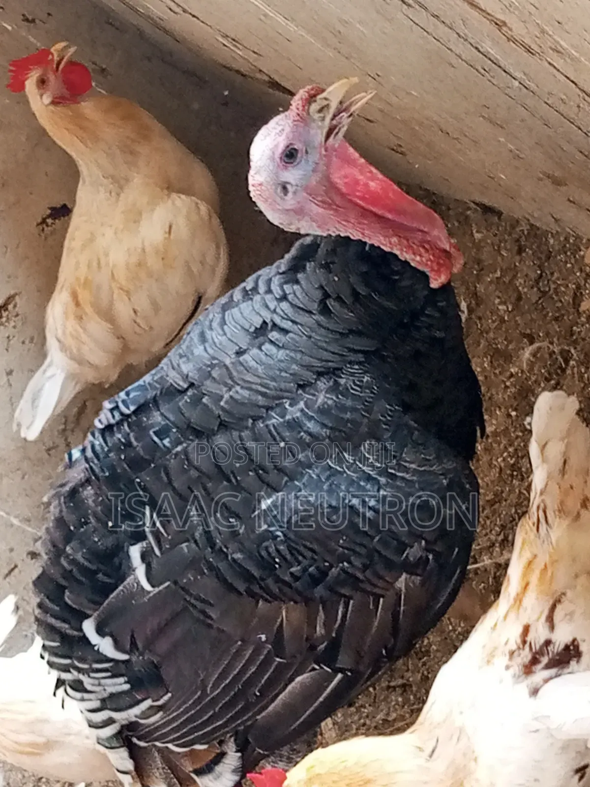 Poultry Birds, Hybrid Turkey, Sheep