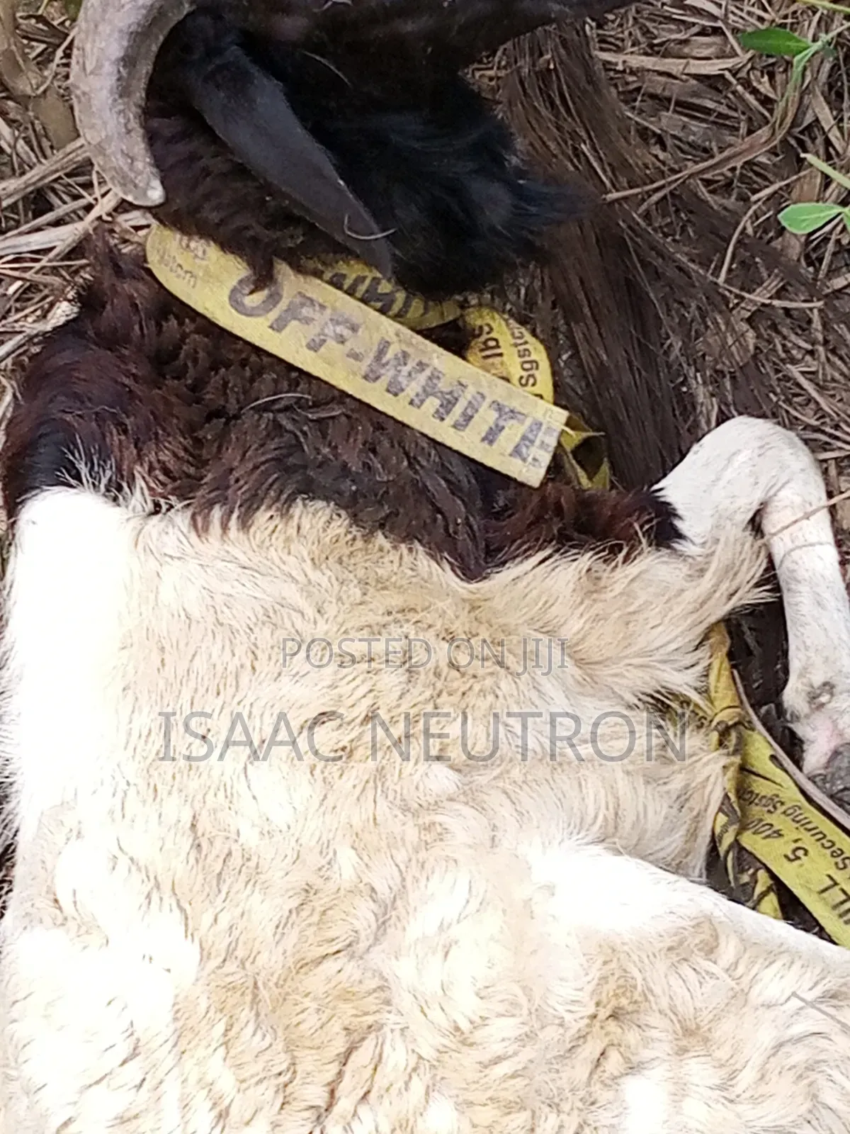 Sheep Available for Sale