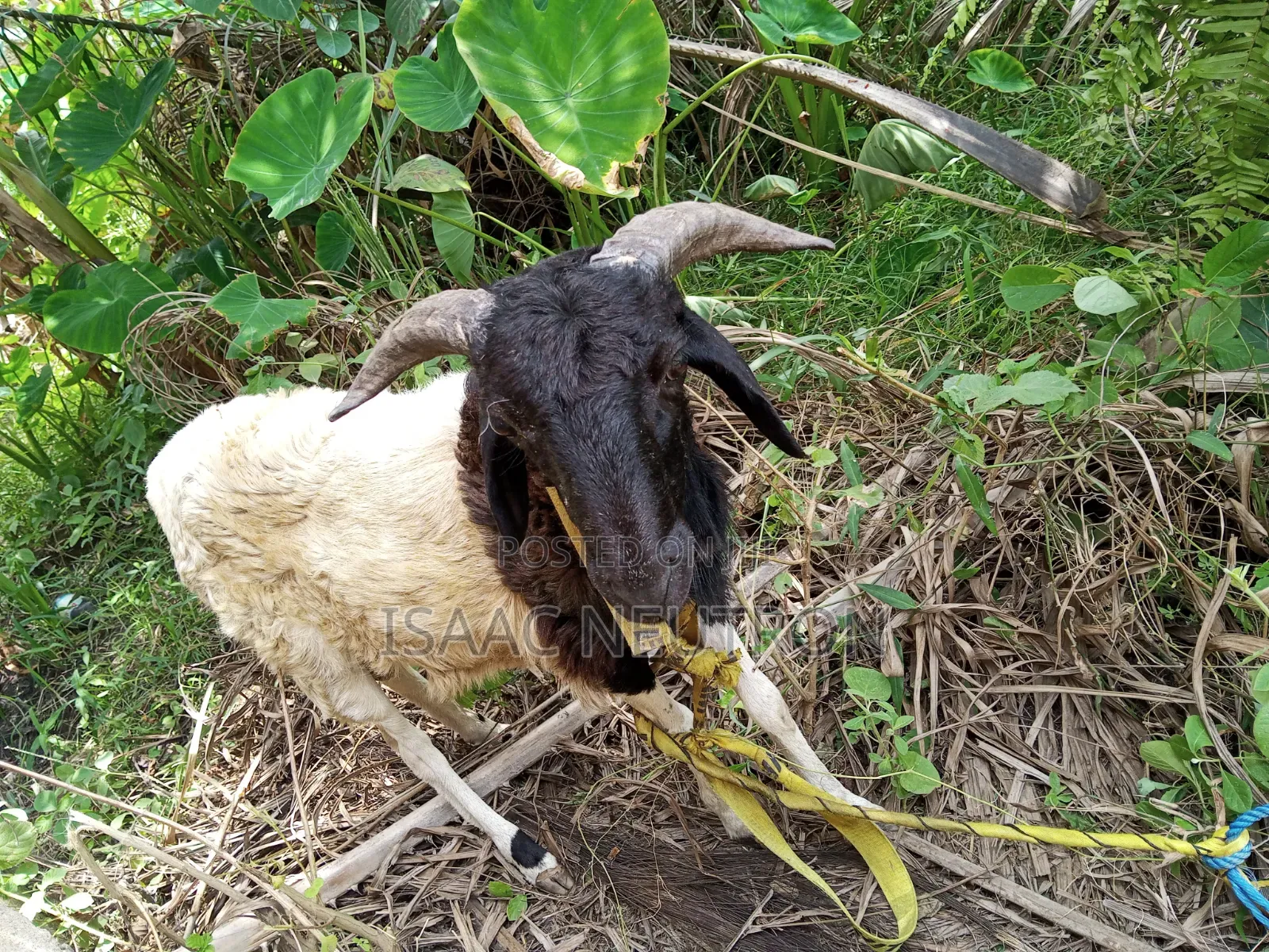 Sheep Available for Sale