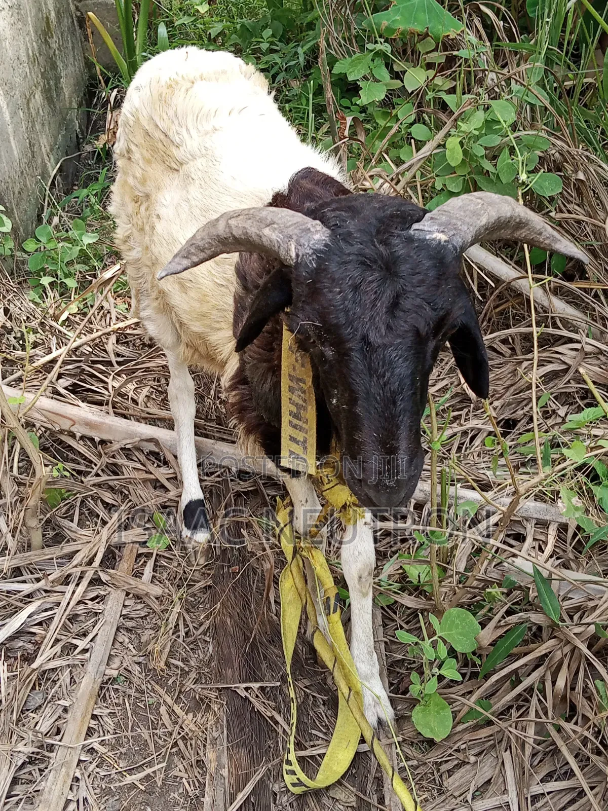 Sheep Available for Sale