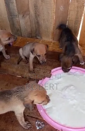0-1 month Male Mixed Breed Chihuahua