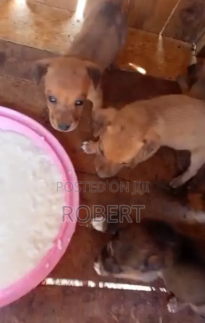 0-1 month Male Mixed Breed Chihuahua