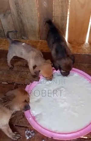 0-1 month Male Mixed Breed Chihuahua