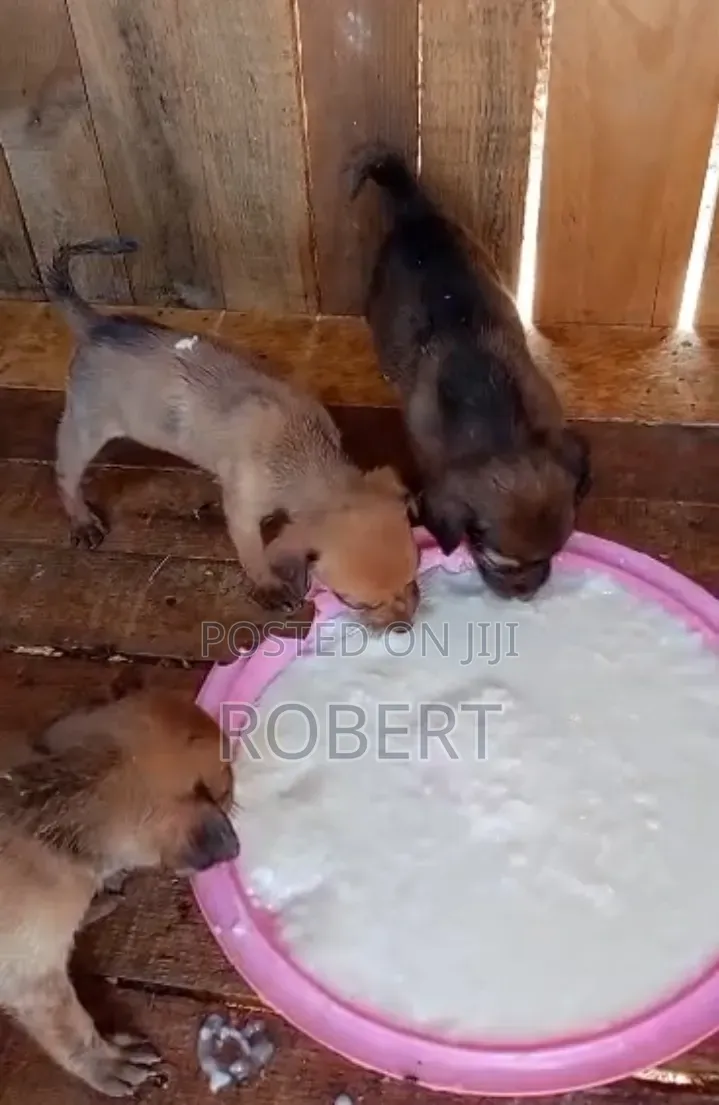 0-1 month Male Mixed Breed Chihuahua