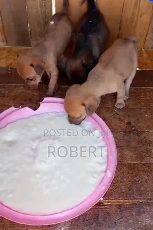 0-1 month Male Mixed Breed Chihuahua