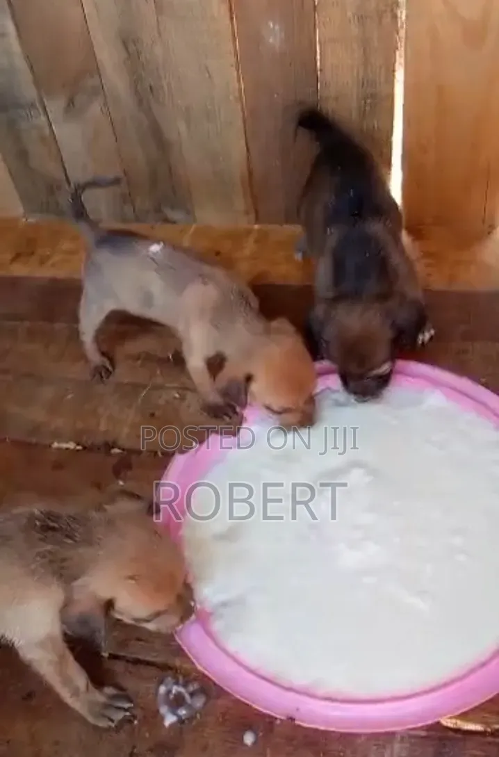 0-1 month Male Mixed Breed Chihuahua