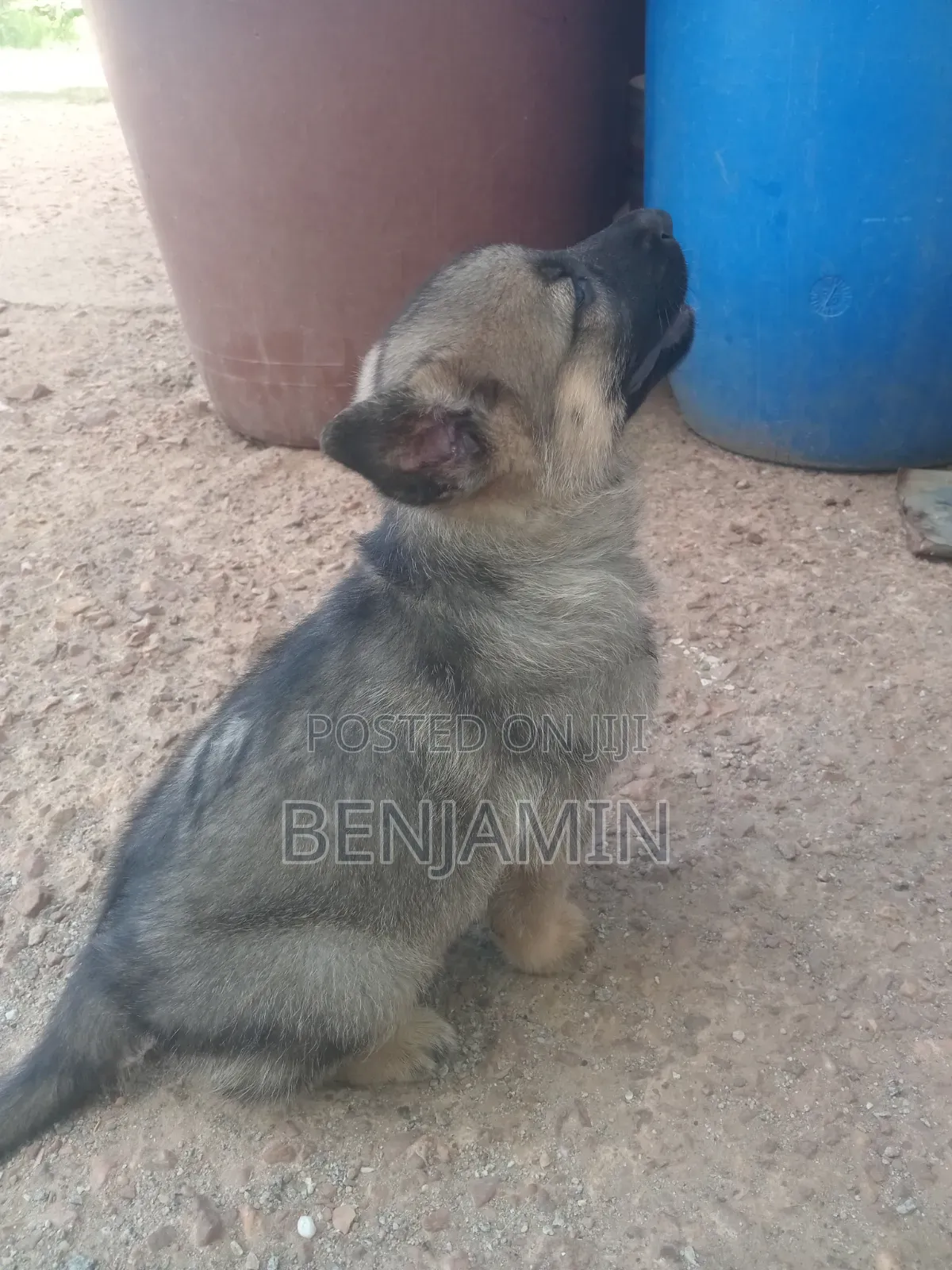1-3 months Female Purebred German Shepherd