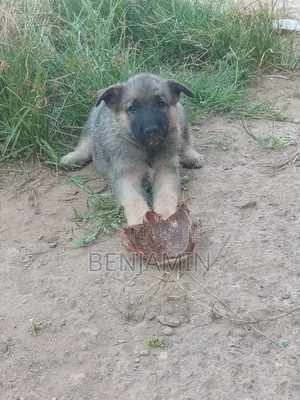 1-3 months Female Purebred German Shepherd
