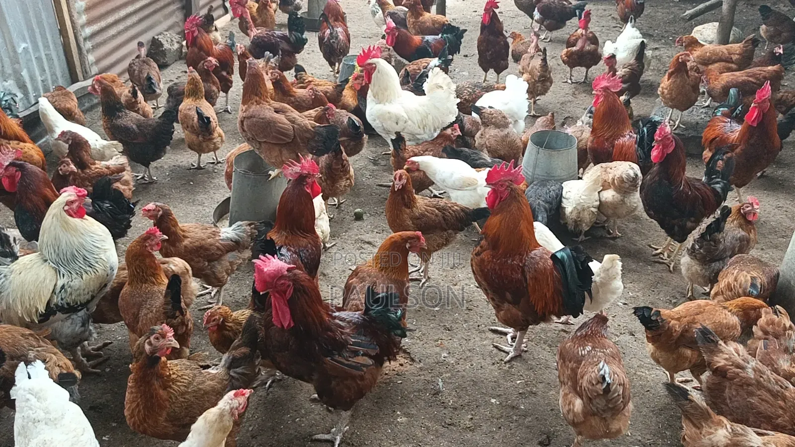 Day Old Fulani Giant Local Fowls