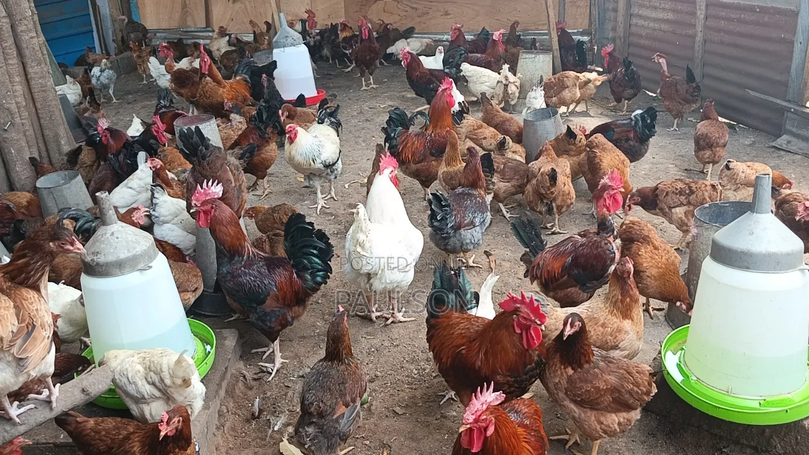 Day Old Fulani Giant Local Fowls