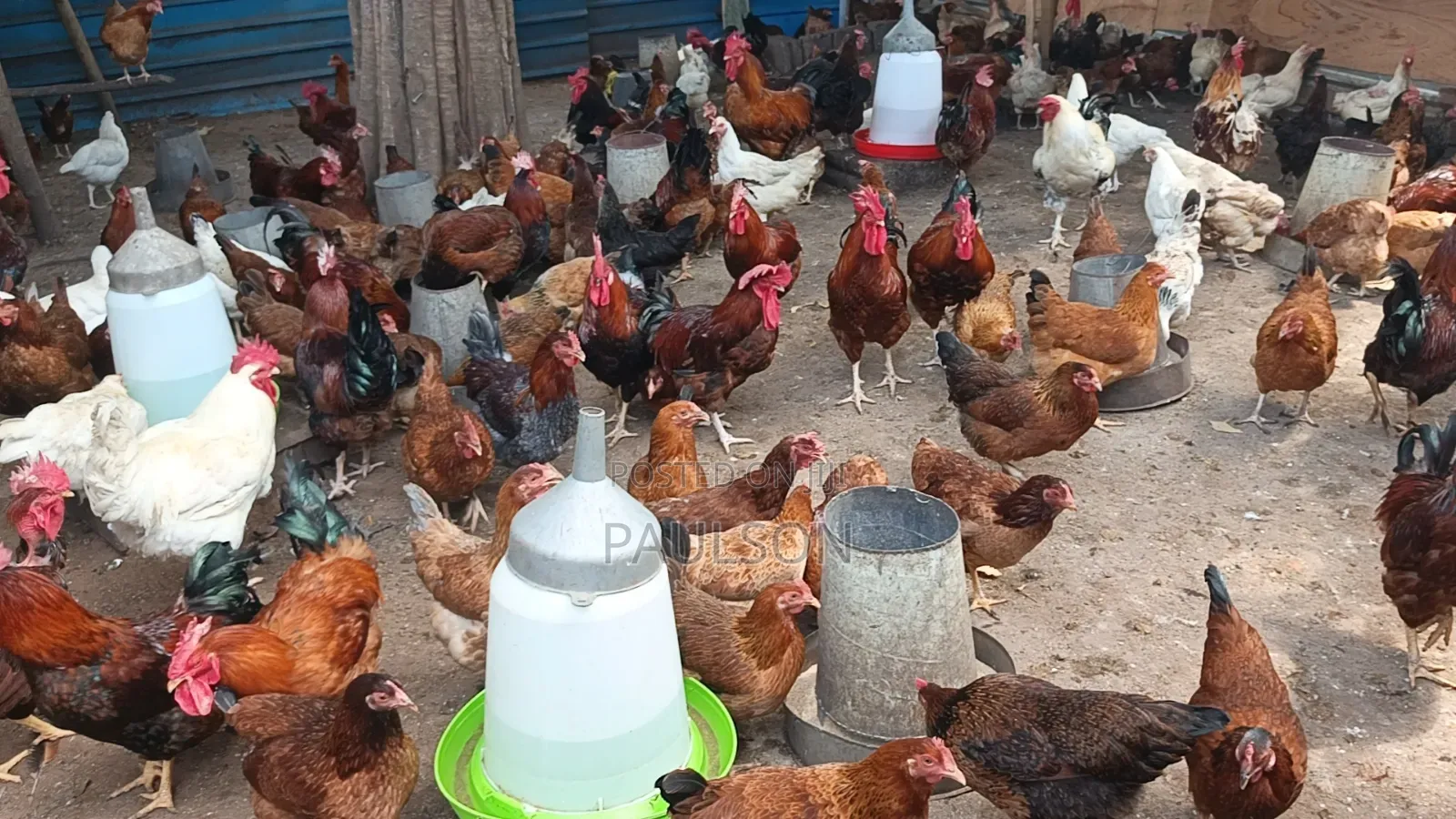 Day Old Fulani Giant Local Fowls