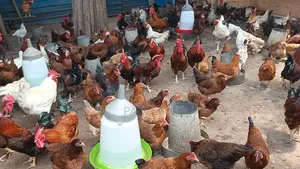 Day Old Fulani Giant Local Fowls