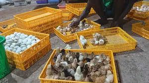 Day Old Fulani Giant Local Fowls