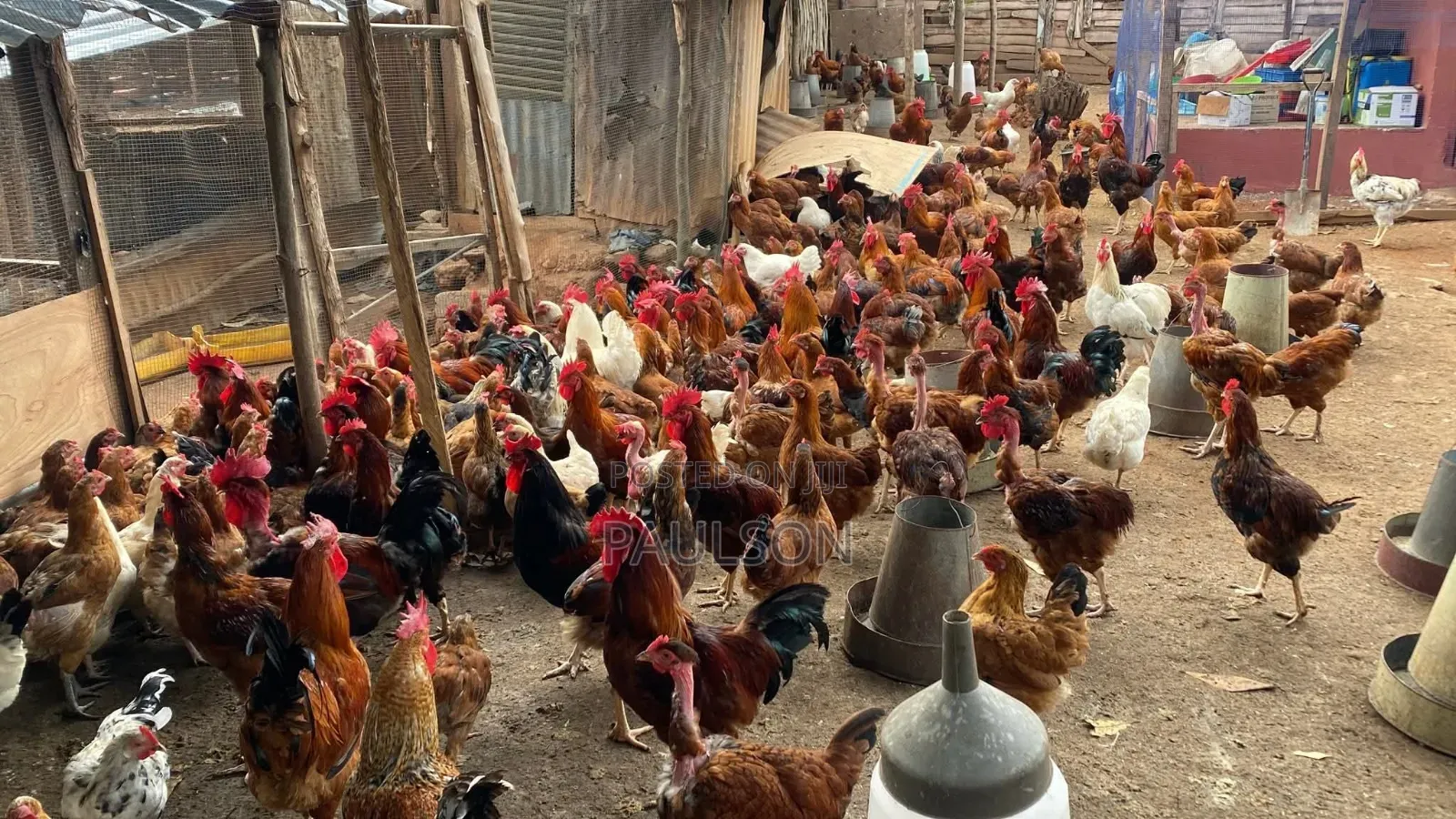 Day Old Fulani Giant Local Fowls