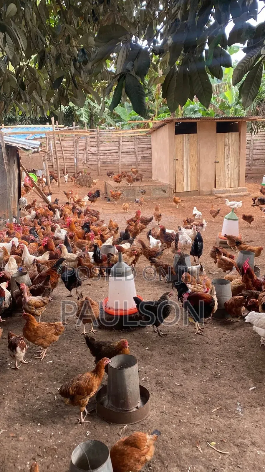 Day Old Fulani Giant Local Fowls