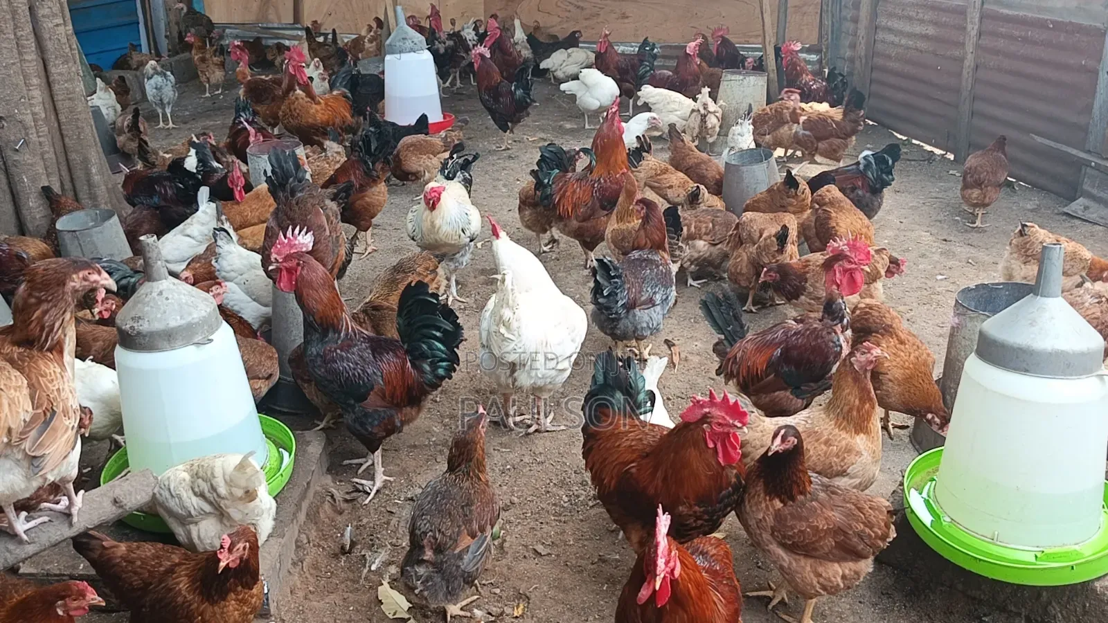 Fulani Giant Local Males Fowls