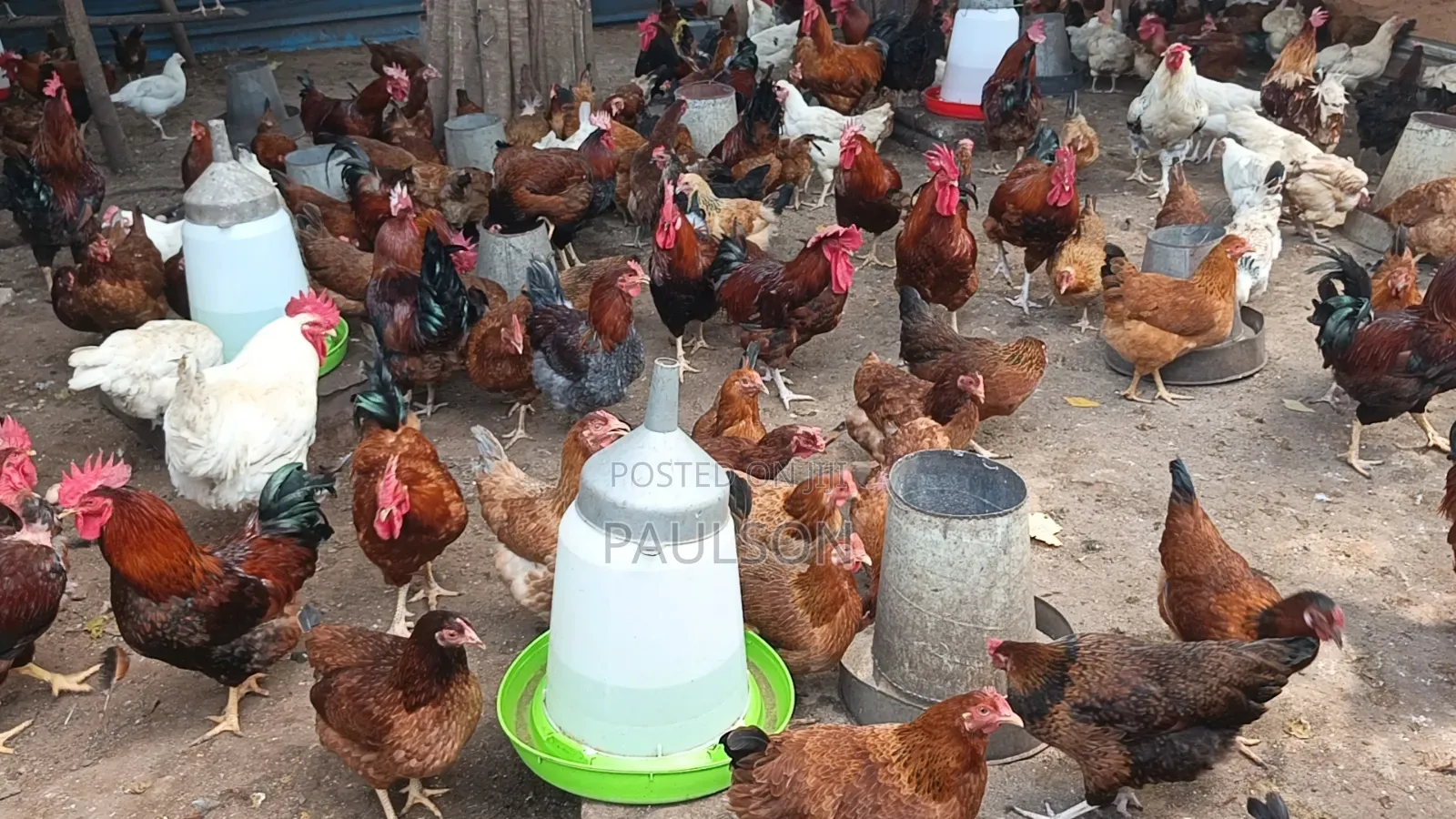 Fulani Giant Local Males Fowls