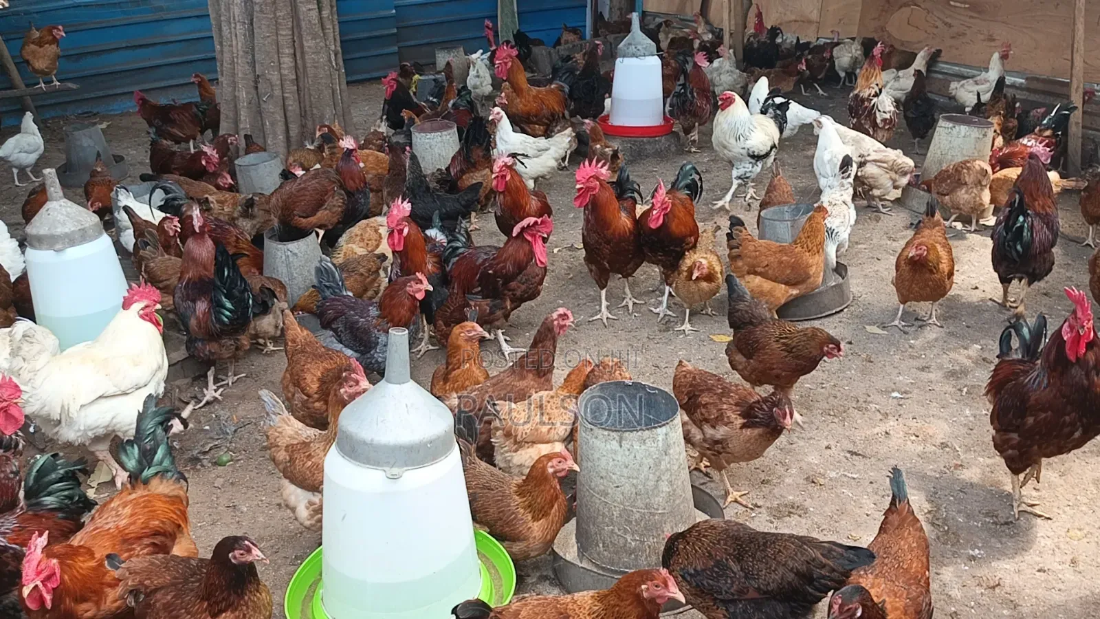 Fulani Giant Local Males Fowls