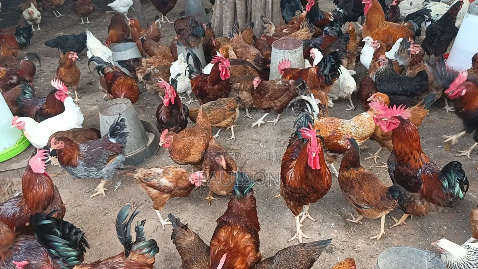 Fulani Giant Local Males Fowls