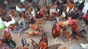 Fulani Giant Local Males Fowls