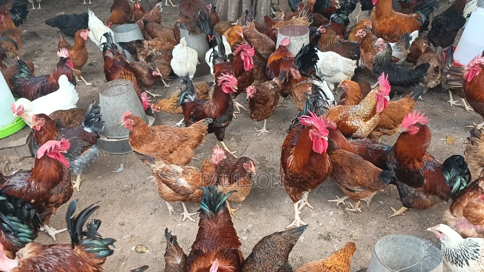 Fulani Giant Local Males Fowls