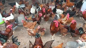 Fulani Giant Local Males Fowls