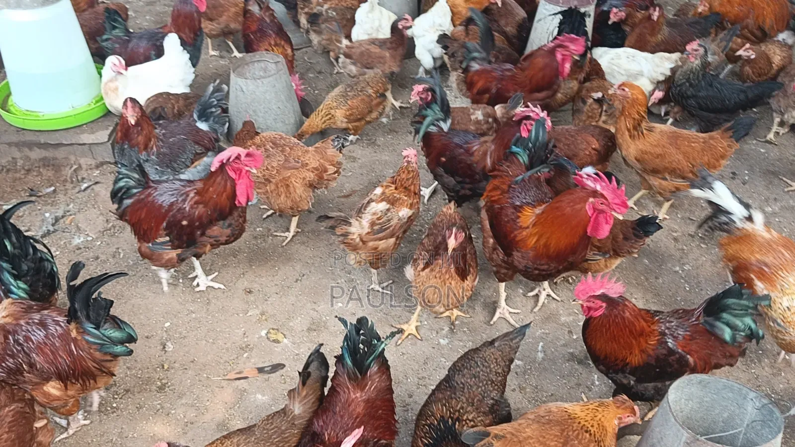 Fulani Giant Local Males Fowls