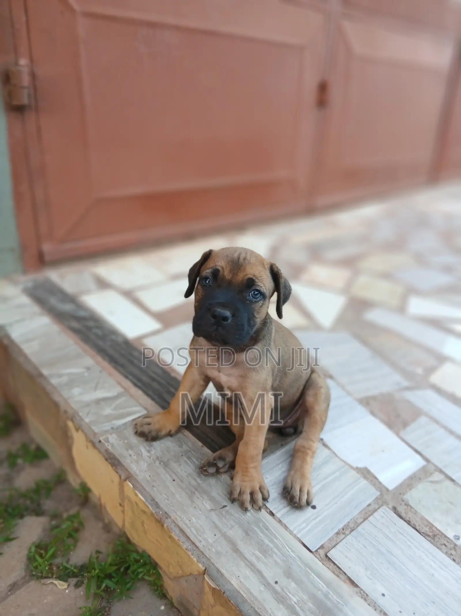 1-3 months Female Purebred Boerboel