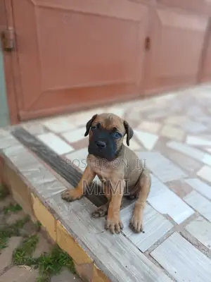1-3 months Female Purebred Boerboel