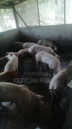 Piglets Pigs