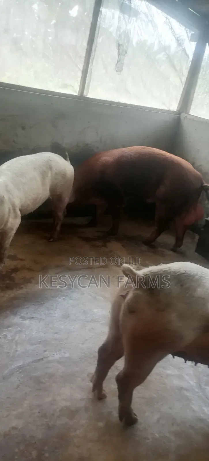 Boar and Sows - Pigs