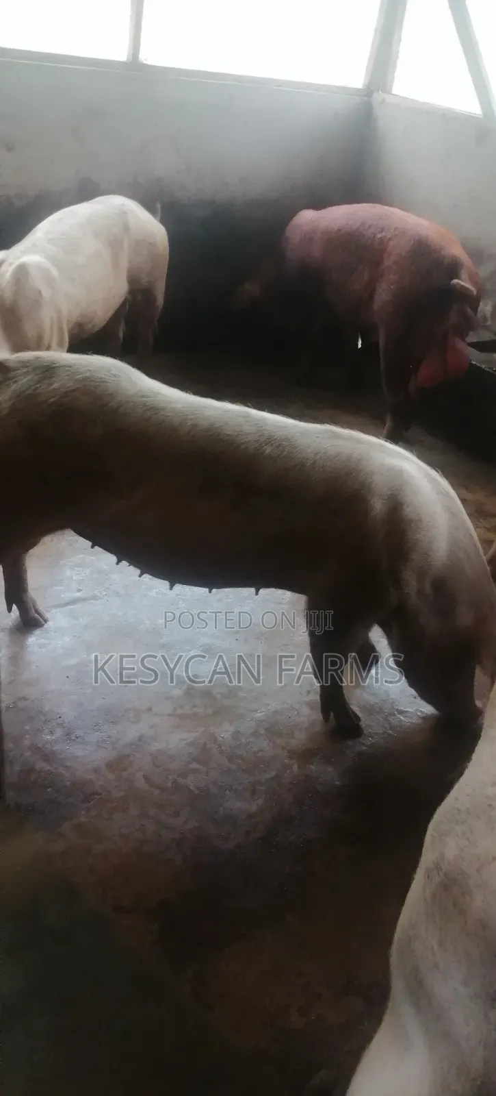 Boar and Sows - Pigs