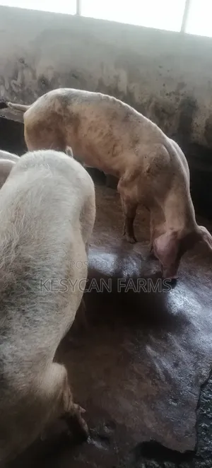 Boar and Sows - Pigs