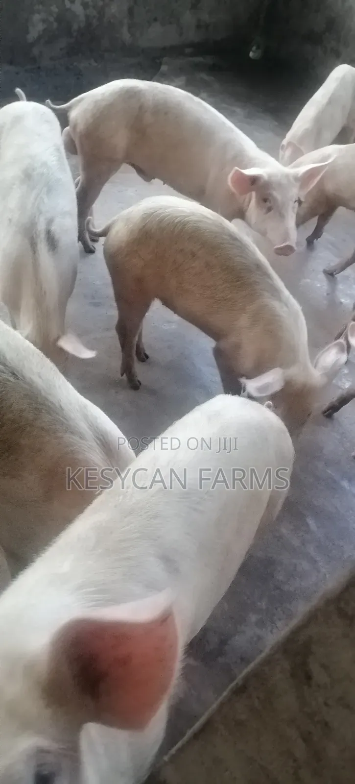 Grower Pigs