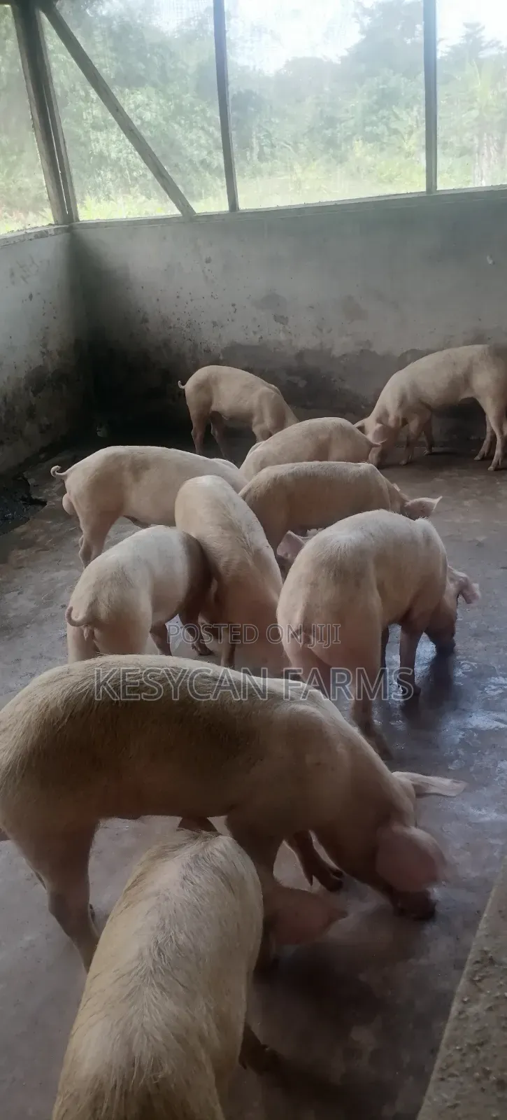 Grower Pigs