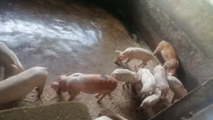 Piglets - Weaners