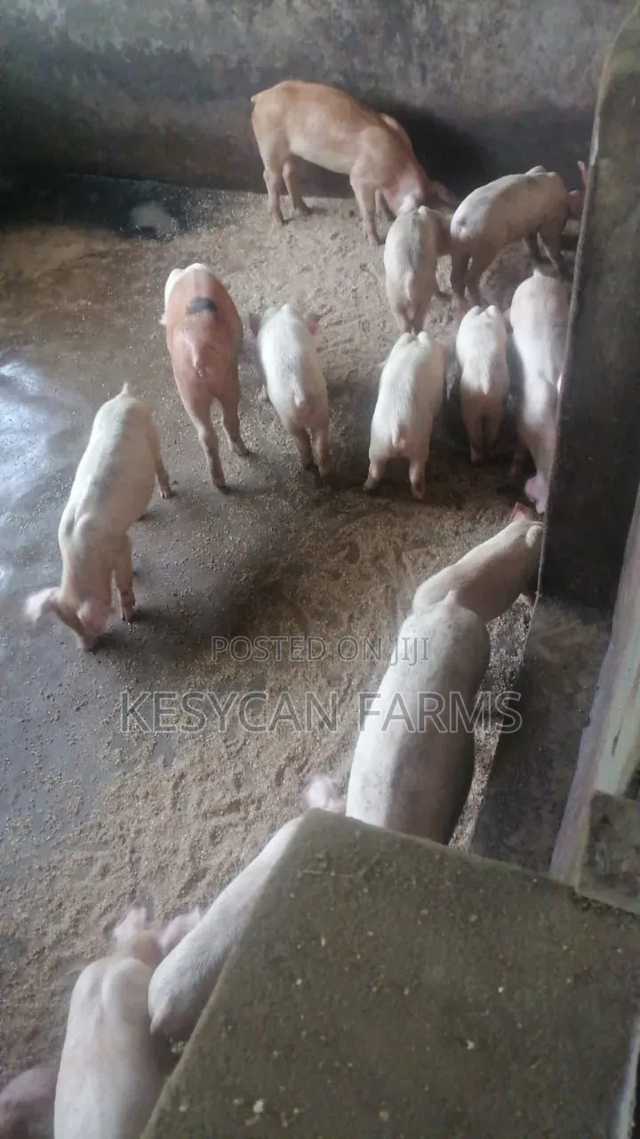 Piglets - Weaners