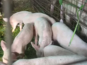 Healthy Big Piglets