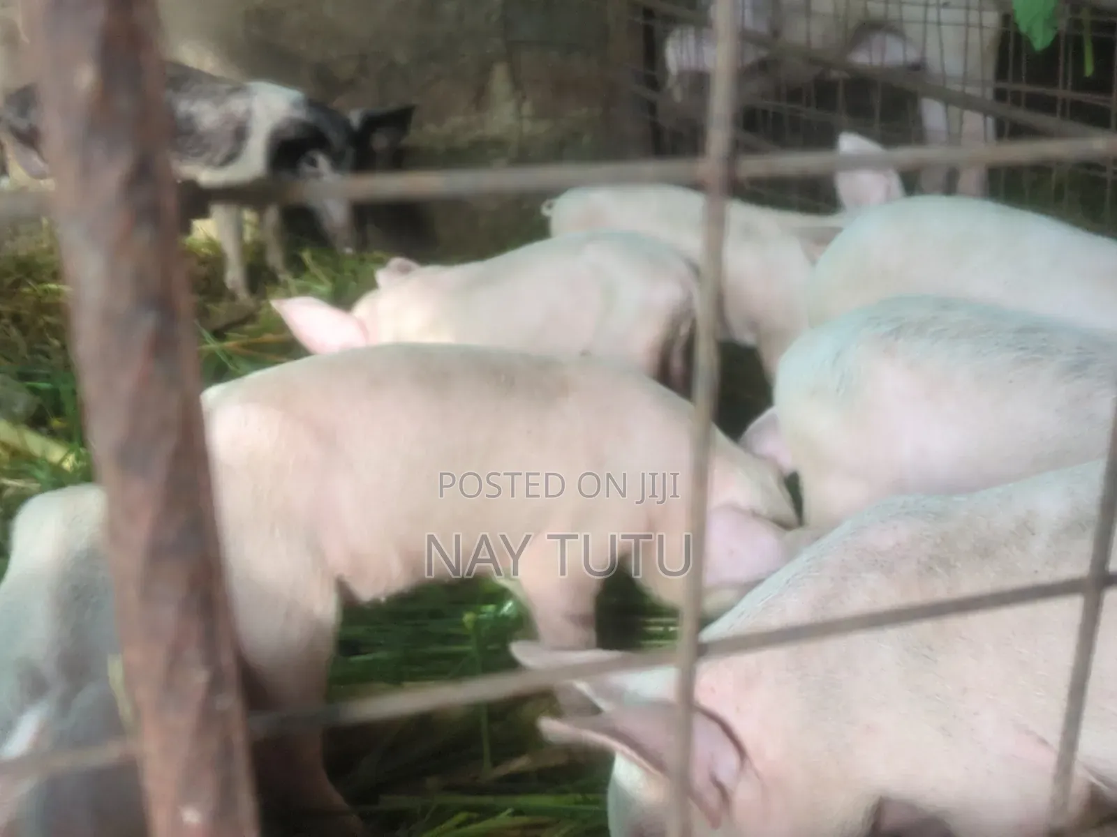 Healthy Big Piglets