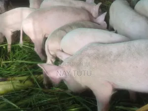 Healthy Big Piglets