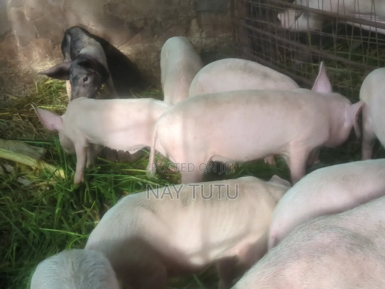 Healthy Big Piglets
