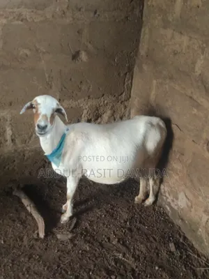 The Animals Seller