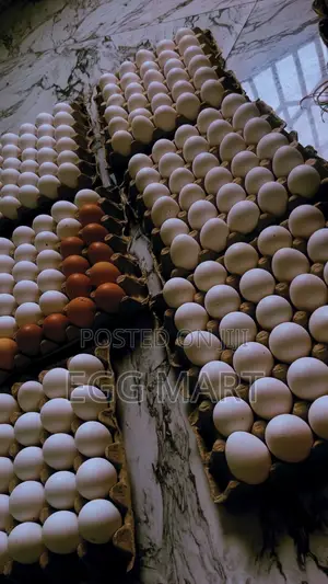 Fresh Farm Eggs for Sale