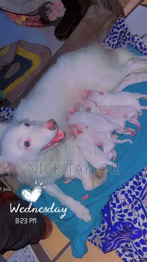 1-3 months Male Purebred American Eskimo