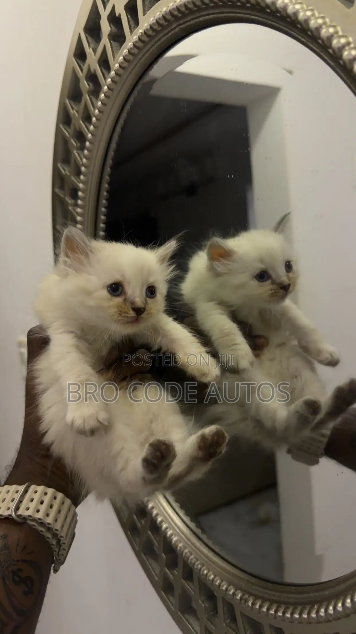 1-3 months Female Purebred Persian