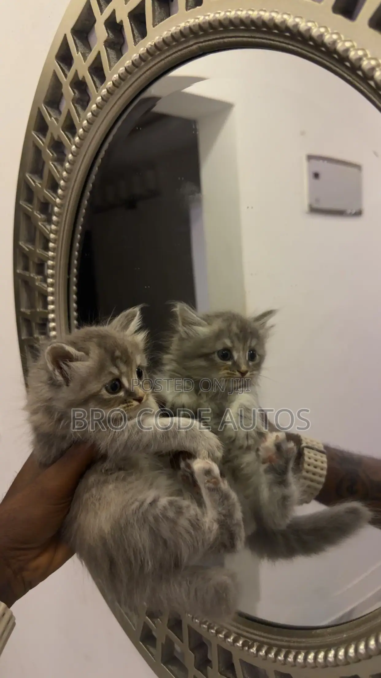 1-3 months Female Purebred Persian