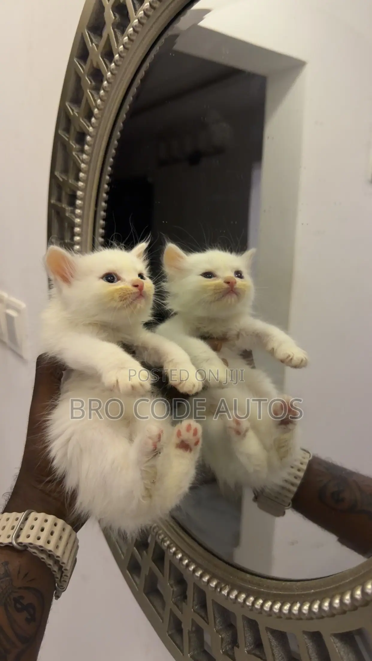 1-3 months Female Purebred Persian