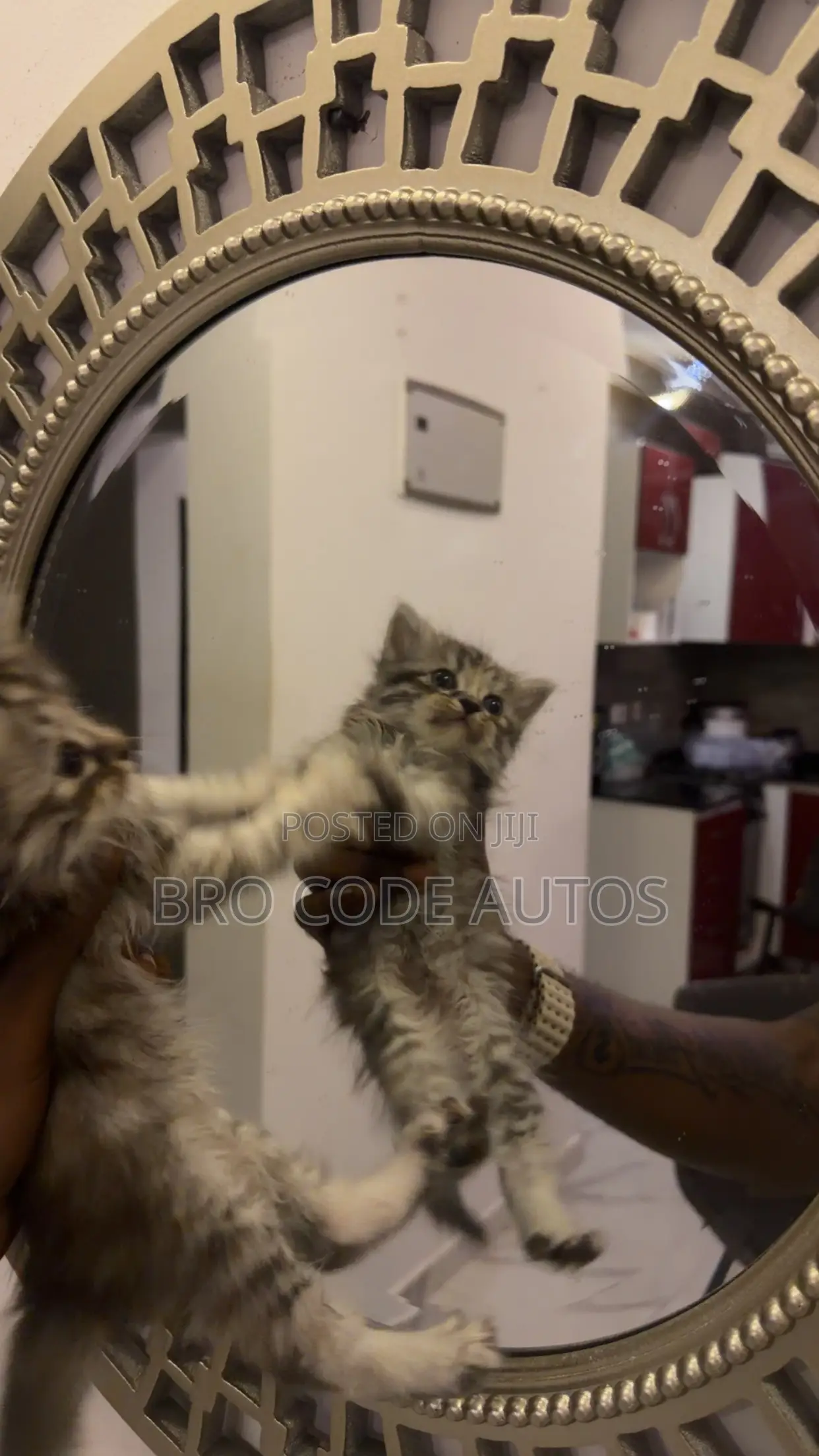 1-3 months Female Purebred Persian